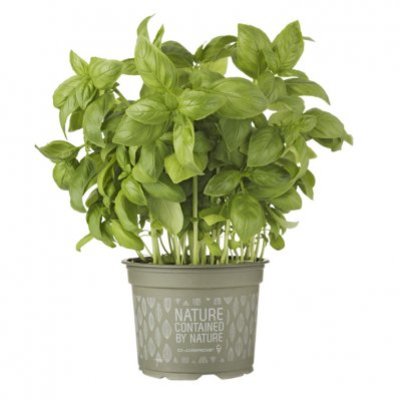 AH Biologisch Basilicum plantje in pot